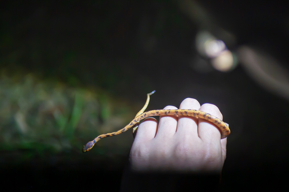 5月11日，南京环境科学研究所研究员吴延庆观察发现的一条小蛇。