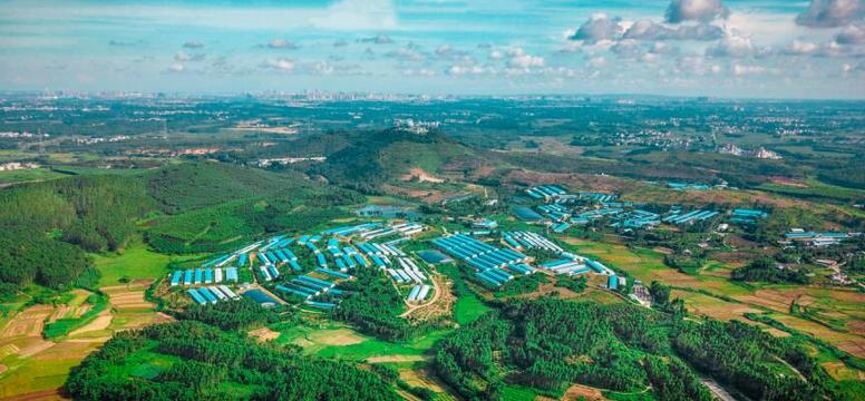 数字化养猪激活农村新活力 助力乡村振兴