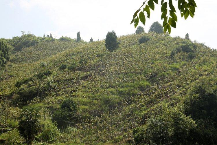 泸溪狮子山葡萄卖完啦！湘西州商务局助农活动成效显著