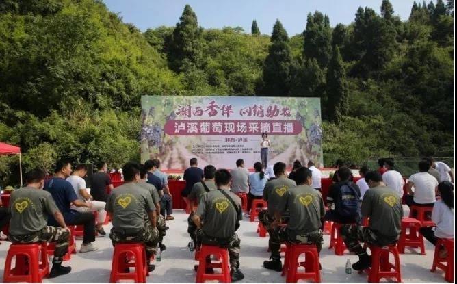 泸溪狮子山葡萄卖完啦！湘西州商务局助农活动成效显著