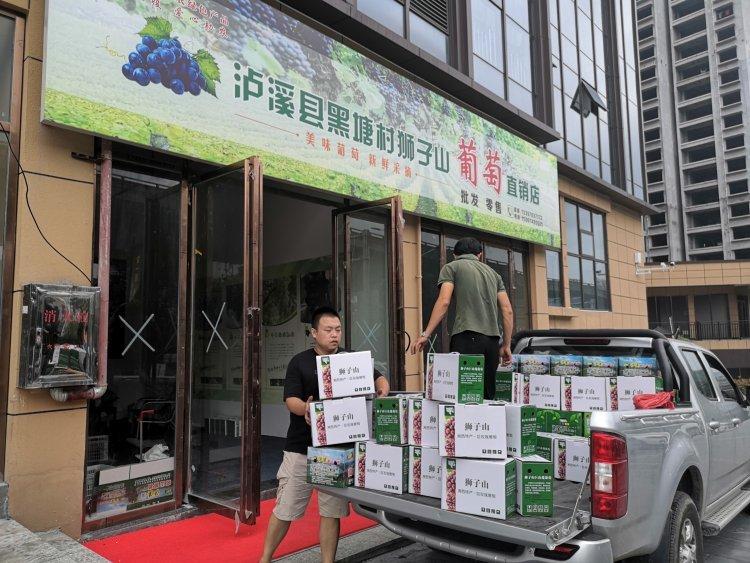 泸溪狮子山葡萄卖完啦！湘西州商务局助农活动成效显著