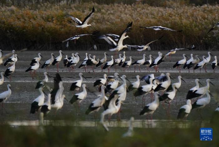 一群东方白鹳在河北唐山市曹妃甸湿地觅食(2020年11月3日摄)。新华社记者 杨世尧 摄