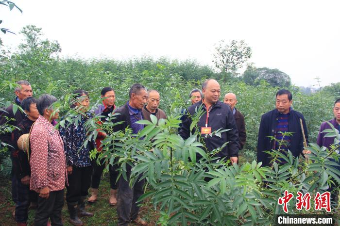 “空壳村”摇身变成“富饶村”重庆刘骥村“委员帮村”显成效