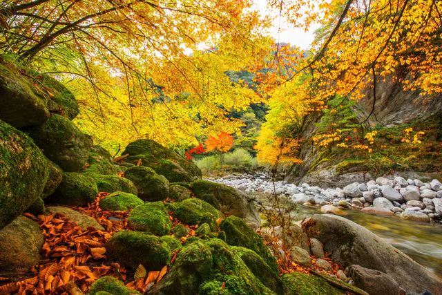 Red leaves beckon in Tangjiahe nature reserve - Chinadaily.com.cn