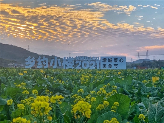 增城迟菜心皮脆肉软，茎肥叶厚，冬至过后口感更加清甜