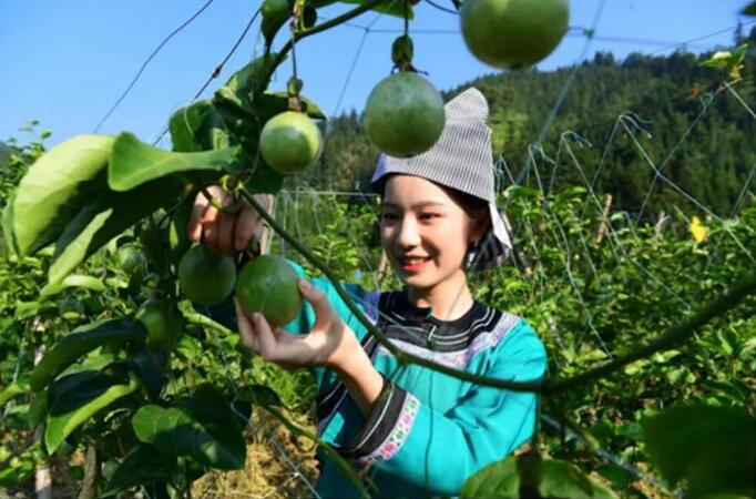 陈波：“1+2+1+5” 贵州乡村振兴新思路