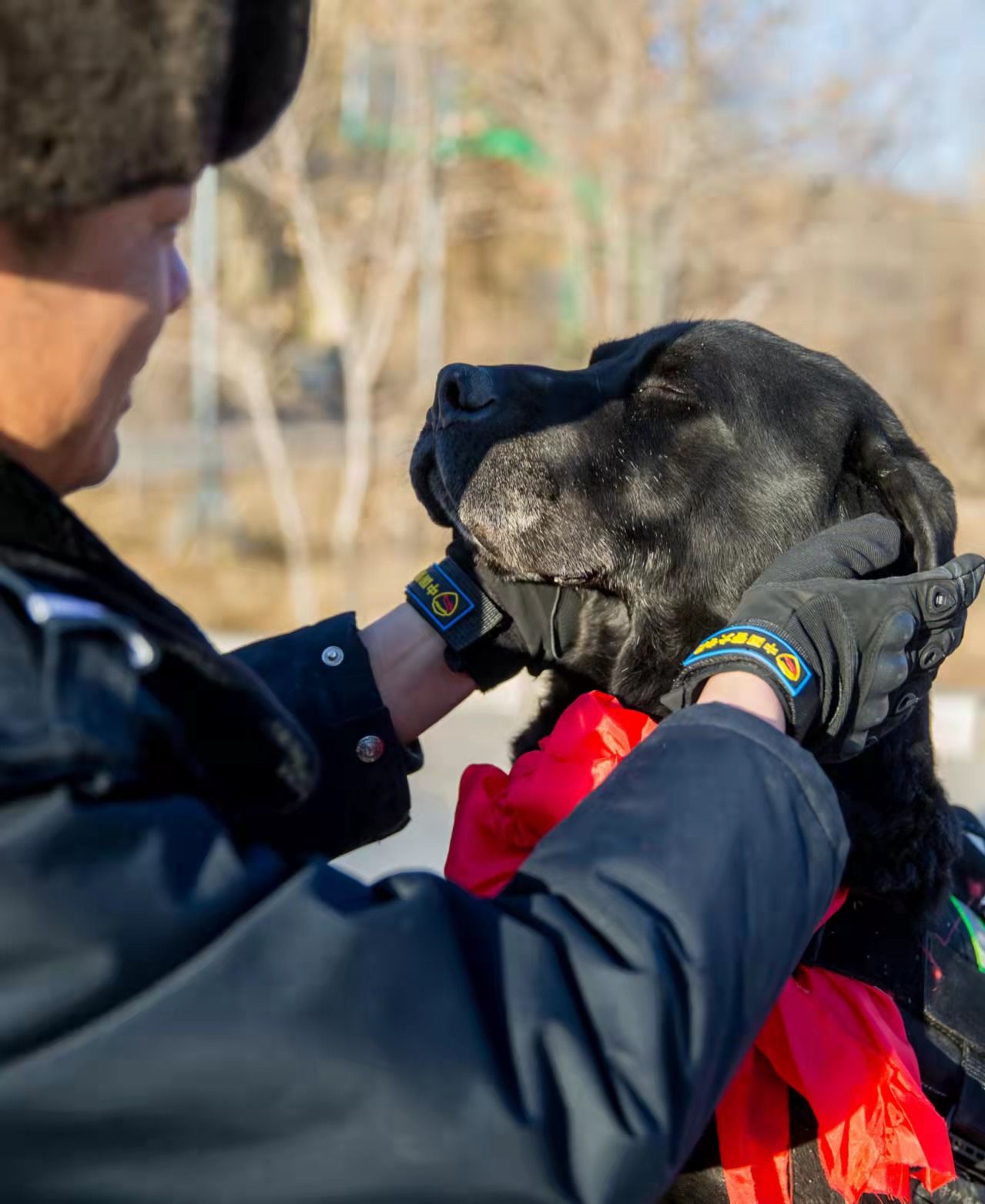 how fast do police dogs run