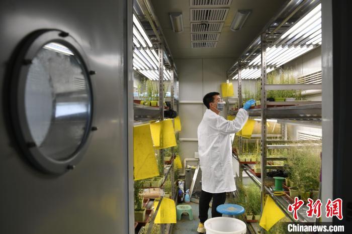 2月4日，在安徽农业大学，杨一帆正在温室内察看拟南芥生长情况。　韩苏原 　摄