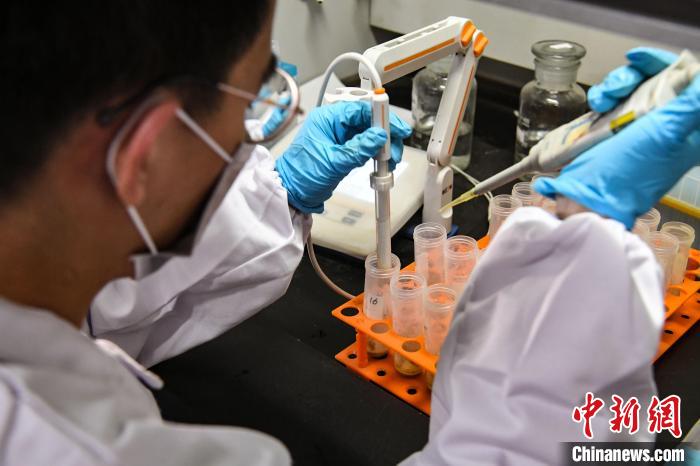 杨一帆在实验室进行低嘌呤大豆种质资源筛选实验。　韩苏原 　摄