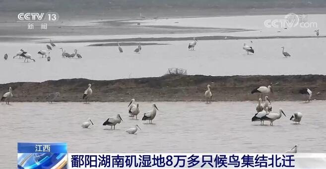 江西鄱阳湖南矶湿地8万多只候鸟集结北迁 执法队伍加强日常巡湖监测