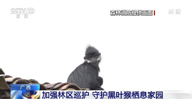 广西大明山国家级自然保护区加强林区巡护 守护黑叶猴栖息家园