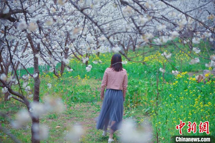 一名少女行走在春意盎然的樱花林间。　苗志勇 摄