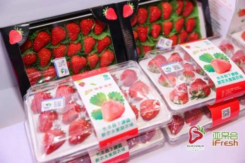 设施栽培面积达21万亩，长丰草莓香溢四海
