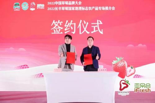 设施栽培面积达21万亩，长丰草莓香溢四海