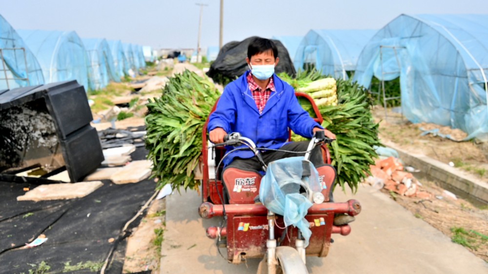 2022年4月19日，上海，奉贤区海湾镇，农户张老伯正在运送新鲜莴笋。