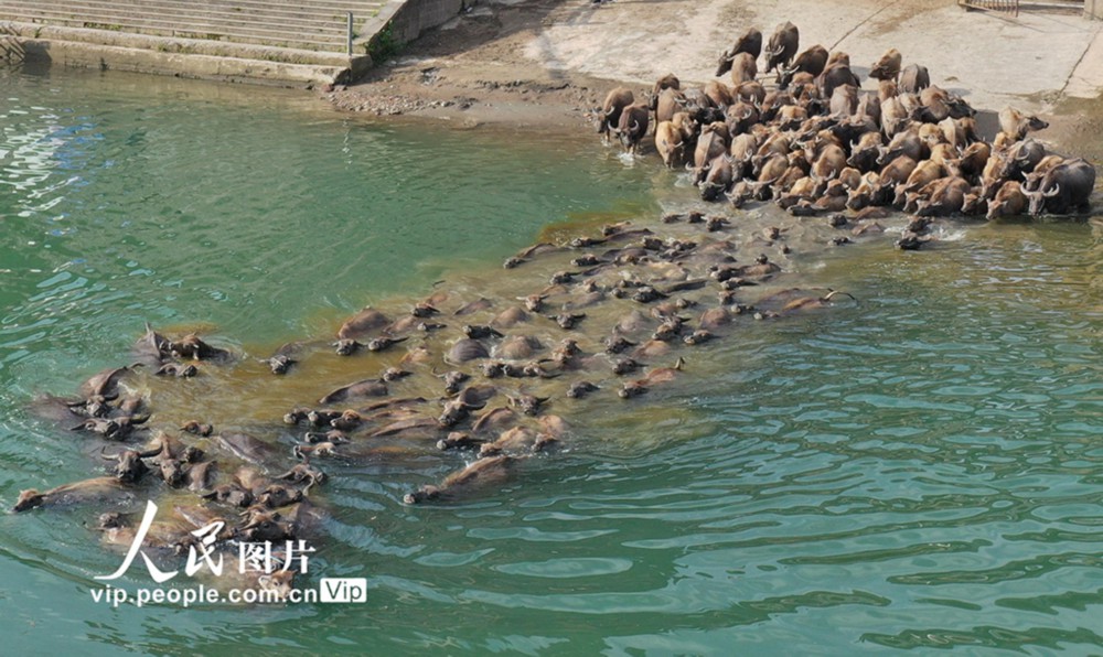 4月29日，在四川省南充市蓬安县相如街道油房沟社区嘉陵江段，水牛向江中岛游去。
