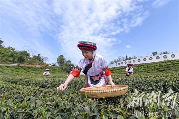 家门口圆梦“诗与远方”，桑植红色游火、乡村游热