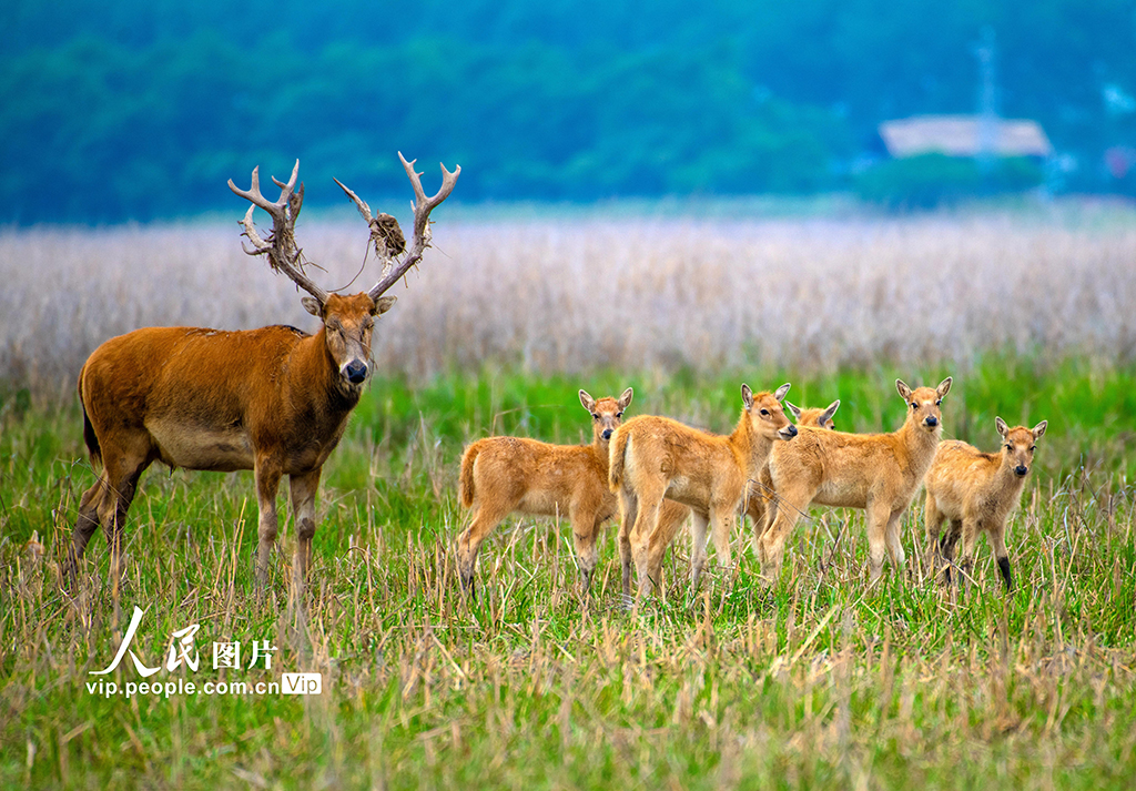 江苏东台：麋鹿“萌宝”成湿地新宠
