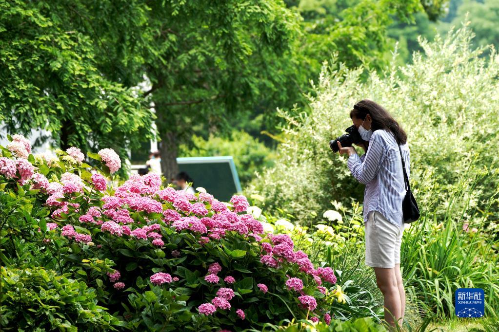 6月1日，游客在上海辰山植物园拍照。 新华社记者 张建松 摄