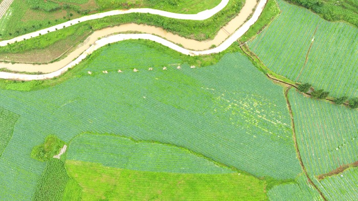 2022年6月20日，纳雍县猪场乡硐口村蔬菜基地一角。 高毅 航拍.jpg