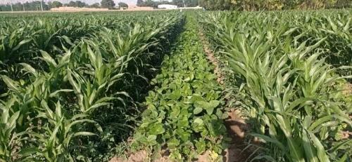 超星智能推出国内首创大豆玉米带状复合种植新方案
