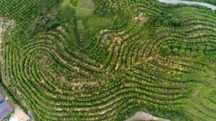 江西高位推动油茶产业高质量发展和油茶生产任务落实落细落地222