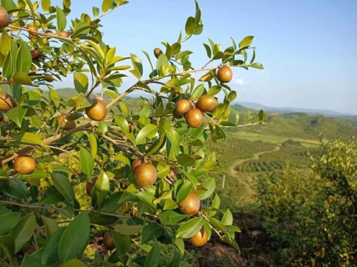 江西高位推动油茶产业高质量发展和油茶生产任务落实落细落地222