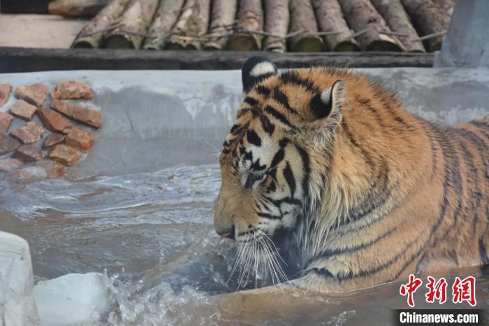 图为：龙之梦动物世界中，老虎围着冰块抓舔。　太湖龙之梦乐园提供