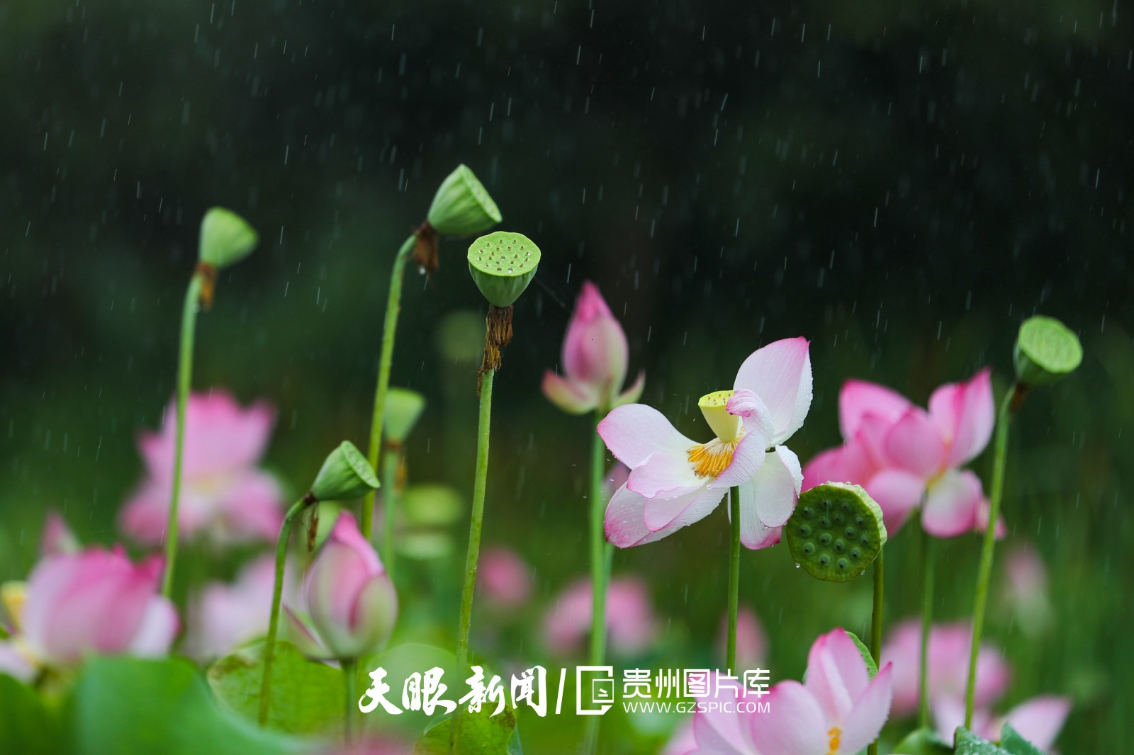 504513-2022年7月18日，在贵州省铜仁市玉屏侗族自治县朱家场镇桐木村荷塘里拍摄的雨中荷花。.jpg