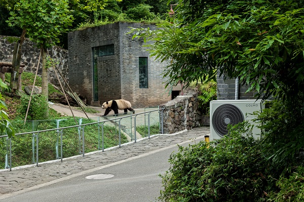 守护大熊猫宜居环境 COLMO空调为国宝撑起一方清凉