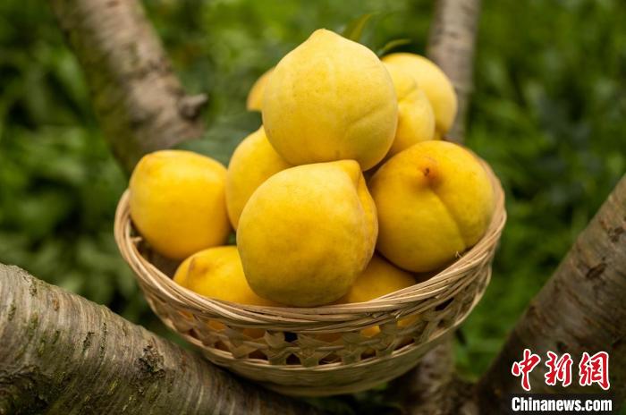 四川石棉：2000亩黄桃迎来丰产季