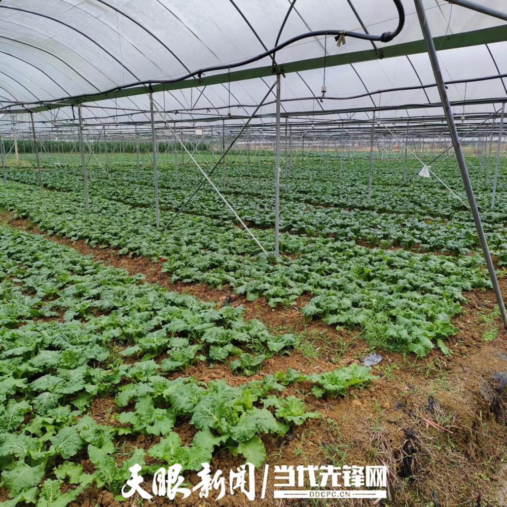 老晏的蔬菜基地.jpg