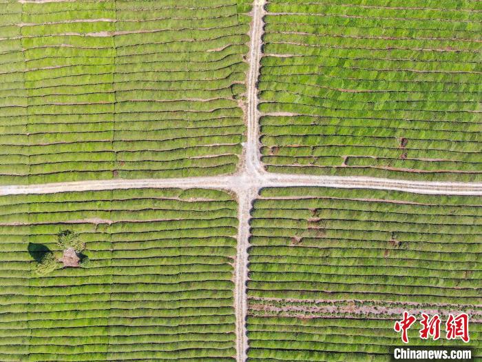 图为无人机航拍寒溪村的数千亩茶园绿意盎然，整齐划一，风光秀美。　刘力鑫 摄