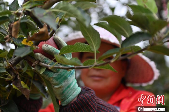 图为甘肃省天水市秦州区一苹果种植基地内，工作人员正在采摘花牛苹果。　李亚龙 摄