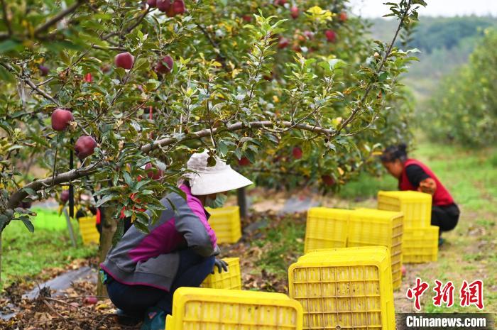 图为甘肃省天水市秦州区一苹果种植基地内，工作人员正在集中采摘花牛苹果。　李亚龙 摄
