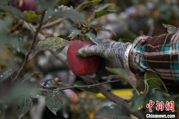 图为甘肃省天水市秦州区一苹果种植基地内，工作人员正在采摘花牛苹果。　李亚龙 摄