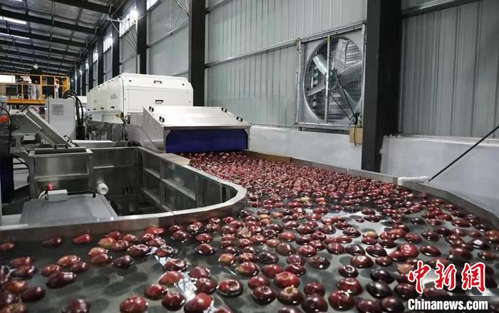 图为12500吨的数字化智能苹果分选线。　秦州区委宣传部供图