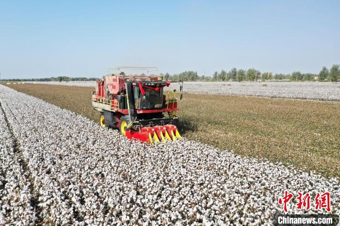 新疆尉犁县棉田里，国产采棉机正在采收棉花。　汪志鹏 摄
