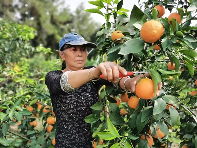 村民喜获丰收。李振宇供图