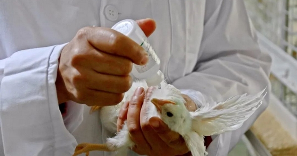 为小鸡打疫苗。