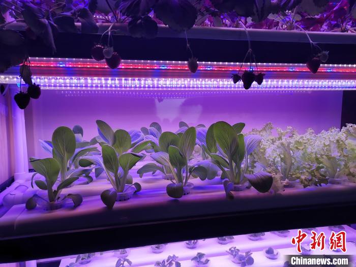 图为卡塔尔“植物工厂”里种植的蔬菜。　受访者供图