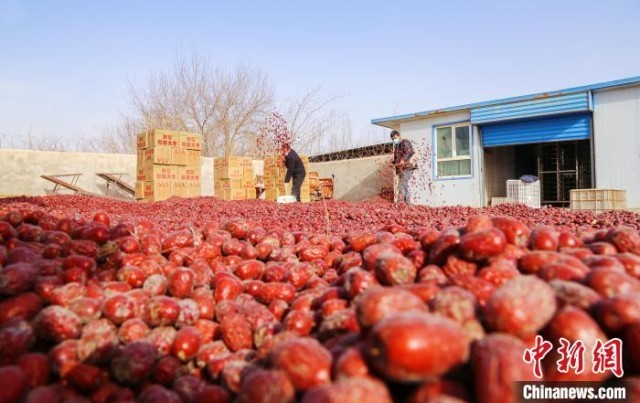 目前，新疆红枣种植面积已达480多万亩(含新疆生产建设兵团)，居中国首位。　买买提艾力·艾尼瓦尔 摄