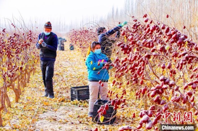 新疆南部若羌、洛浦等县市的红枣更具特色，当地由于气候干燥，几乎没有病虫害。　买买提艾力·艾尼瓦尔 摄