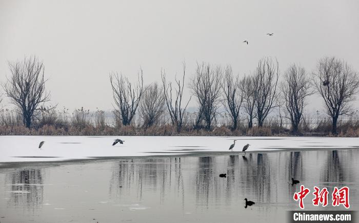 雪后衡水湖上的鸟儿。　陈康 摄