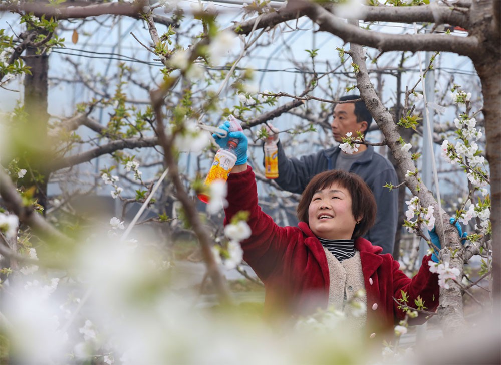 山西省运城市绛县南樊镇史村樱桃大棚内，果农正在为樱桃花授粉。（金玉敏 摄）