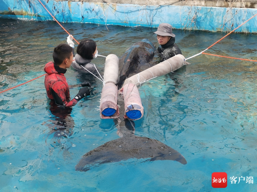 侏儒抹香鲸“蓝宝”在救助站接受救治。