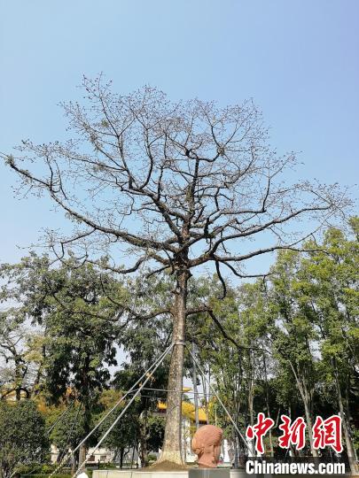 广州194岁木棉抢闸开花尽显“英雄树”气概
