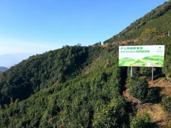 沪上阿姨鲜果茶凤庆滇红基地