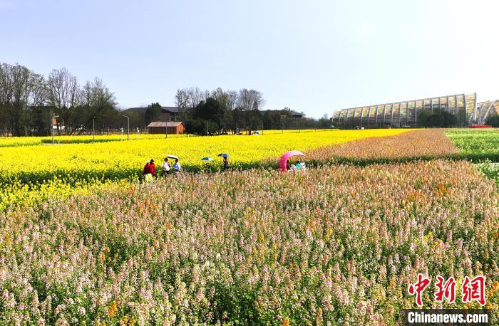 游客在彩色油菜花田里游玩。　安源 摄