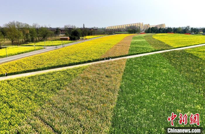 中国天府农业博览园里的彩色油菜花田。　安源 摄